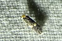 Stigmella