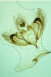 Depressaria radiosquamella