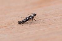 Parectopa ononidis