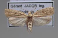Agonopterix assimilella