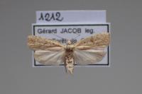 Agonopterix assimilella