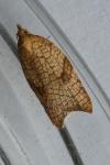 Acleris rhombana