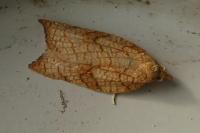 Acleris rhombana