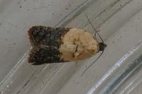 Acleris variegana