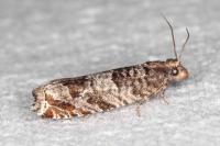 Ancylis achatana