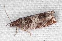 Ancylis achatana