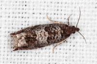 Ancylis achatana
