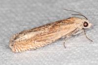 Eucosma gr. cana