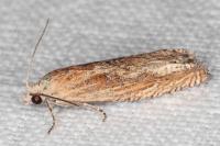 Eucosma gr. cana