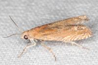 Eucosma gr. cana