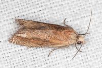Eucosma gr. cana