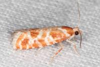 Rhyacionia pinicolana