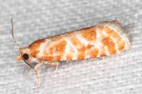 Rhyacionia pinicolana