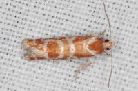 Rhyacionia pinicolana