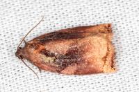 Ditula angustiorana