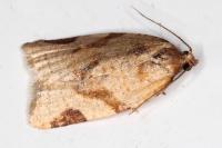 Paramesia gnomana