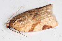 Paramesia gnomana