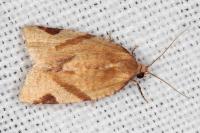 Paramesia gnomana