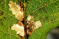 Ectoedemia subbimaculella