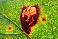 Ectoedemia erythrogenella