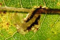 Ectoedemia intimella