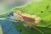 Phyllonorycter stettinensis