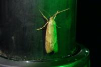 Diurnea lipsiella