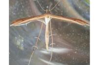 Stenoptilia