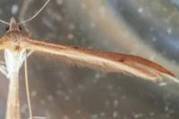 Stenoptilia