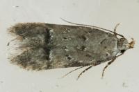 Teleiodes vulgella