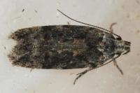 Carpatolechia fugacella