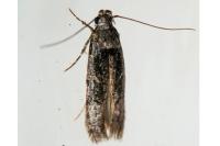 Carpatolechia decorella