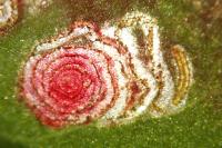 Enteucha acetosae