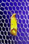 Agapeta zoegana