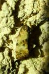 Neocochylis molliculana
