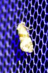 Phalonidia contractana