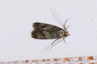 Borkhausenia fuscescens