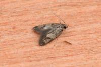 Borkhausenia fuscescens