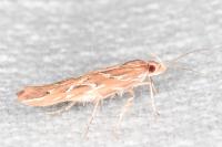 Pyroderces argyrogrammos