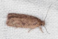 Agonopterix scopariella