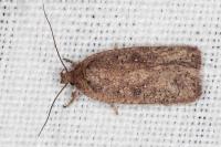 Agonopterix scopariella