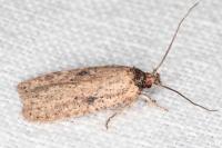 Agonopterix subpropinquella