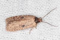 Agonopterix subpropinquella