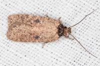 Agonopterix subpropinquella