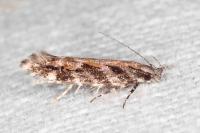 Aristotelia ericinella