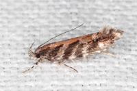 Aristotelia ericinella
