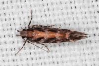 Aristotelia ericinella