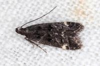 Dichomeris alacella
