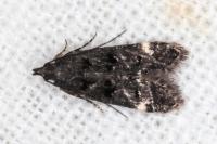 Dichomeris alacella