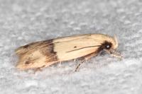 Odites kollarella